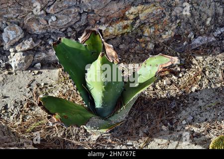 thumbnail image 2 of Agave Americana (Century Plant) - World Of Succulents 2 of 13