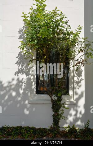 A window on a house in the Netherlands, with a green tree Stock Photo