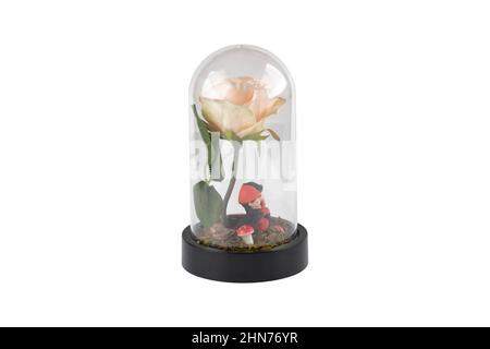 Glass terrarium. Large terrarium isolated on white background. Succulent plants in glass florarium vases, copy space. Home mini garden concept. Stock Photo