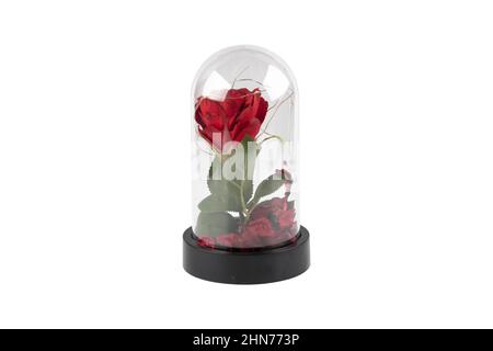 Glass terrarium. Large terrarium isolated on white background. Succulent plants in glass florarium vases, copy space. Home mini garden concept. Stock Photo