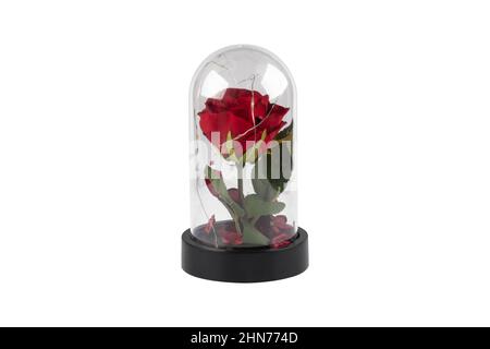 Glass terrarium. Large terrarium isolated on white background. Succulent plants in glass florarium vases, copy space. Home mini garden concept. Stock Photo