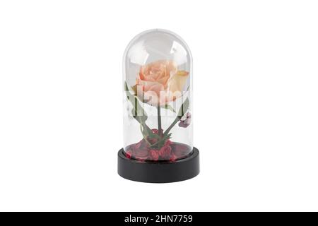 Glass terrarium. Large terrarium isolated on white background. Succulent plants in glass florarium vases, copy space. Home mini garden concept. Stock Photo