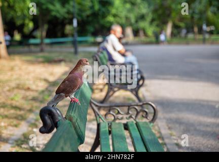 Red pigeon sits on the back of a wooden bench in the park Cismigiu Gardens in Bucharest, Romania Stock Photo