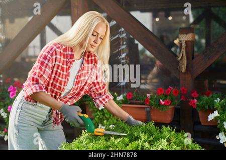 Charming woman with blond hair trimming overgrown bushes with gardening scissors. Young female in casual wear and protective gloves taking care of green plants at garden. Stock Photo