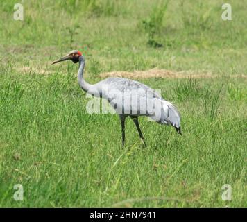 Large and beautiful Australian bird, Brolga, Grus rubicunda, Native Companion / Australian Crane, standing in green pasture Stock Photo