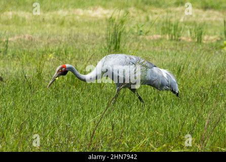 Large and beautiful Australian bird, Brolga, Grus rubicunda, Native Companion / Australian Crane, feeding in green pasture Stock Photo