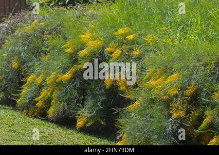 Large yellow flowers and green foliage of prostrate shrub, Grevillea 'Golden Lyre', an Australian native species, spilling over bank / wall in garden Stock Photo