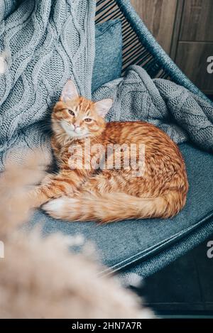 Cute ginger cat is lying on armchair at home Stock Photo