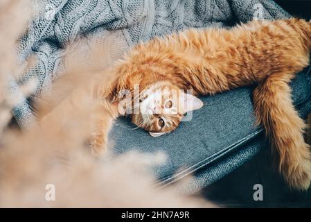 Cute ginger cat is lying on armchair at home Stock Photo
