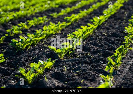 Sugar beet grows on the farmer's field in the spring. Plants cultivating. Stock Photo
