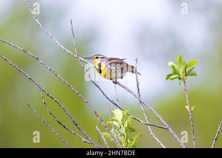 A Western Meadowlark viewed close up, contentedly perched and still, framed by a soft and distant green forest background. Stock Photo