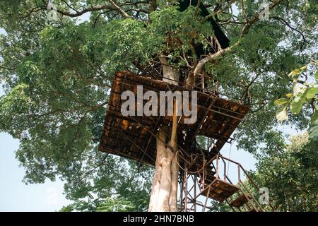 Old abandoned tree house on a large tree Stock Photo