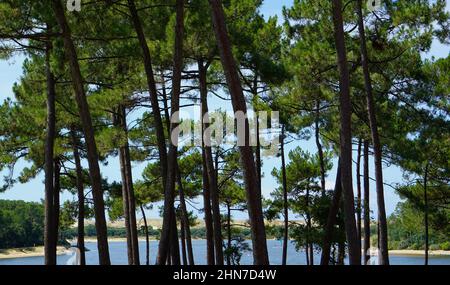 Pines forest in the department of Landes in France Stock Photo