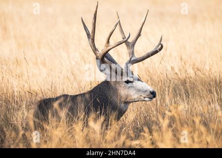 A Mule Deer Buck resting on a golden field of tall grasses in mid Fall. Observed from close range. Stock Photo