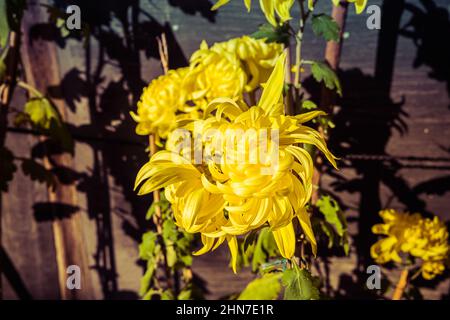 A yellow Chrysanthemum, the flower of Emperors, as they are know in Japan  in front of a well weathers wooden building and framed window in afternoon  s Stock Photo - Alamy