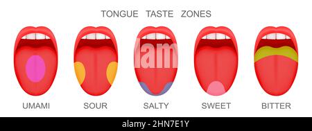 Set of open mouthes with sticking out tongues demonstrating receptor zones marked umami, sour, salty, sweet, bitter flavors. Myth of human taste buds. Vector cartoon illustration Stock Vector