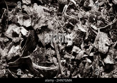 Organic death black and white wallpaper or grunge texture.Death.Black and white. Small eggs and acarus. Stock Photo