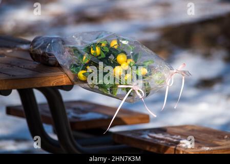 Selective focus shot of a lemon tree in a transparent cover on a wooden table in winter Stock Photo