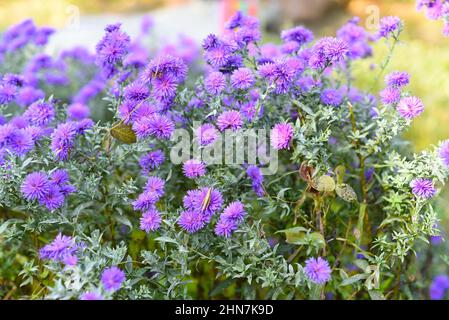 Sunny background with many small purple asters pom pom Stock Photo