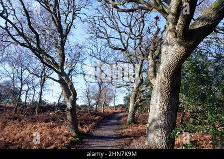 Path through English oak Quercus robur, ancient woodland in winter, RSPB Arne Nature Reserve, Dorset, UK, January Stock Photo