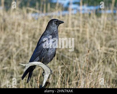 Carrion crow (Corvus corone) perched on a stick on a saltmarsh, RSPB Arne Nature Reserve, Dorset, UK, January. Stock Photo