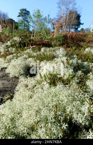 Reindeer moss lichen (Cladonia portentosa) growing on heathland around a coniferous tree stump, RSPB Arne Nature Reserve, Dorset, UK, January. Stock Photo