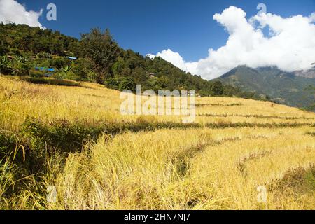 golden terraced rice or paddy fields in Nepal Himalayas mountains Stock Photo