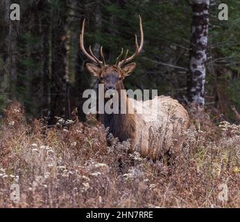 Bull elk in northern Wisconsin. Stock Photo