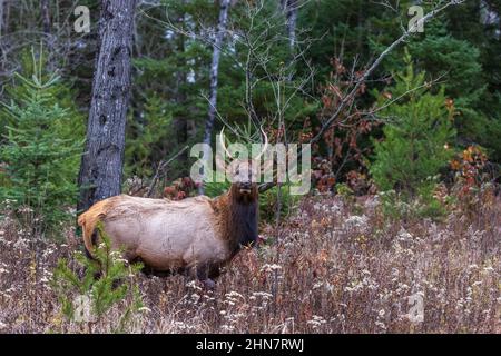 Spike elk in Clam Lake, Wisconsin. Stock Photo