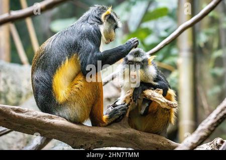 Couple of cute looking Wolf's mona monkeys grooming each other Stock Photo