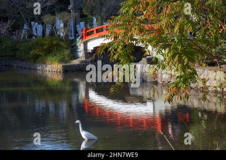 Great egret on the background of arch bridge in Genpei ponds at Tsurugaoka Hachimangu shrine. Kamakura. Japan Stock Photo