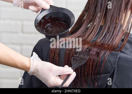 Young female hairdressed hands dyeing long hair to beautiful girl. Barber hair dye is applied with a brush Stock Photo