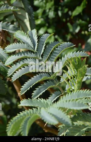 Melianthus major leaves Stock Photo
