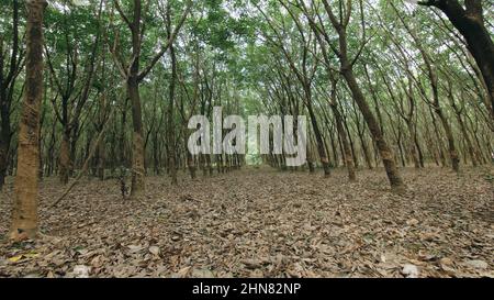 The traveler walks between trees plantation agriculture of asia for natural latex extraction milk in traditional. Young blonde woman with plait in hat walks to rubber tree. Stock Photo