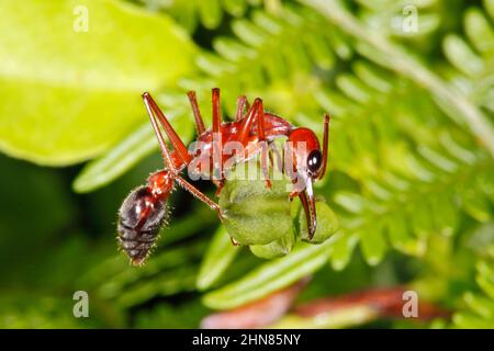 Giant Bull Ant, Myrmecia brevinoda or Myrmecia gratiosa. Also known as Giant Brown Bull Ant and Bulldog Ant. These are one of the largest ants in the Stock Photo