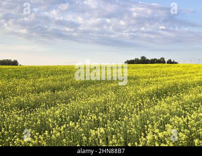Panorama of an agricultural field with bright yellow flowers, trees on the horizon, blue sky with white curly clouds. Novosibirsk region, Siberia, Rus Stock Photo