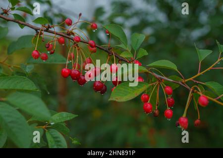 Red cherries hanging on cherry tree branch with soft light blurred background Stock Photo