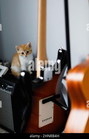 View of a red and white short-haired kitten sitting and looking at an electric guitar Stock Photo