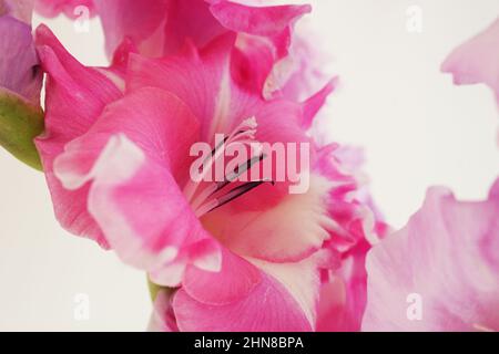 Bright pink gladiolus flowers close up Stock Photo