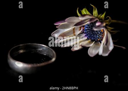 African daisy margerite half open flower in front of a silver ring close up macrophotography in black foreground background. Stock Photo