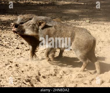 Two Indian boars (Sus scrofa cristatus) competing with each other : (pix SShukla) Stock Photo