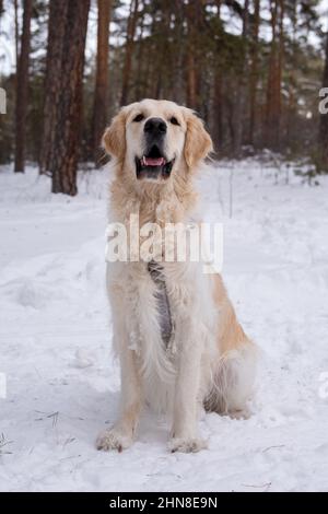 Portrait of cute purebred labrador sitting on the snow during walk in the winter forest Stock Photo