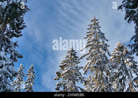 Snowy treetops against blue sky Stock Photo