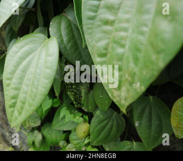 Close up of a Black Pepper vine with a spike between leaves Stock Photo