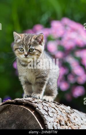 British shorthair kitten on a tree stump Stock Photo