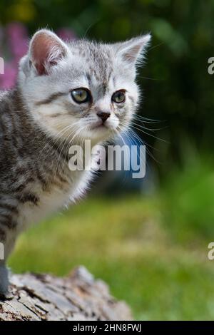 British shorthair kitten on a tree stump Stock Photo