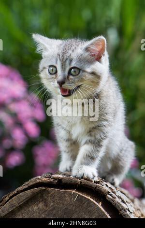 British shorthair kitten on a tree stump Stock Photo