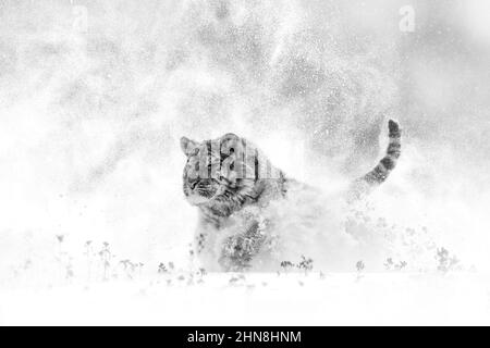 Tiger in wild winter nature, running in the snow. Siberian tiger, Panthera tigris altaica. Snowflakes with wild cat. Action wildlife scene with danger Stock Photo