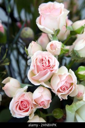 Bright pink spray roses in female hands Stock Photo - Alamy
