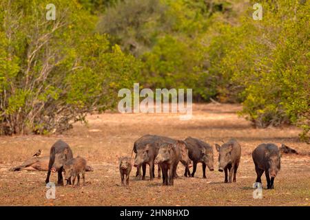 Sri Lankan Wild Boar, Sus scrofa, big group of pigs in Yala National Park, Sri Lanka. Sunny dry day in wild nature. Wildlife scene from nature. Wild b Stock Photo